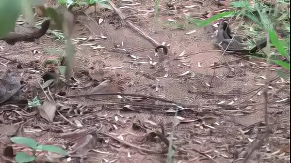 Kamala Aunty Phone lo Srungaram with Neighbour Telugu Phone Talk  Talk Telugu Mu low